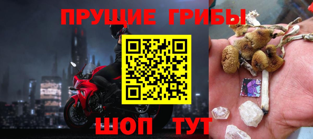 Псилоцибиновые грибы Psilocybe Таганрог